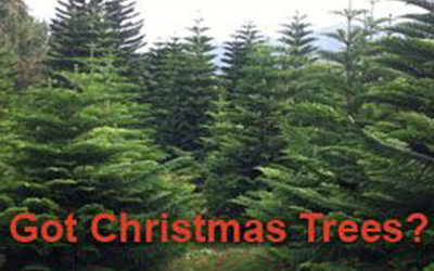 Waipā Christmas Tree Sale 2012! | read article