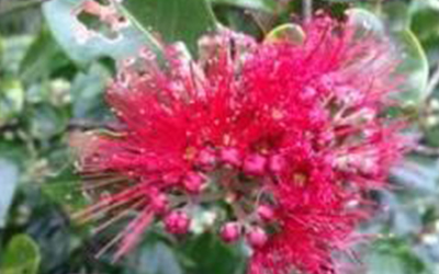 Pua Lehua Spring Forth in the Waipā Garden | read article