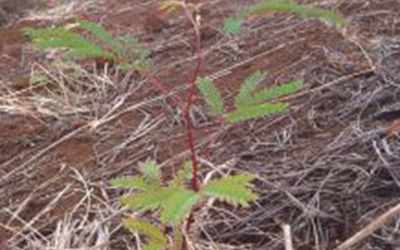 Reforesting Waipā is a Community Effort | read article