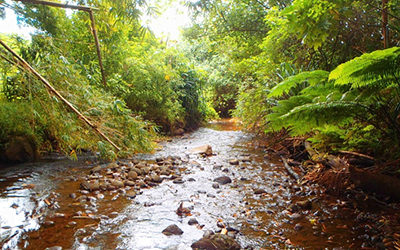 Waipā Stream Restoration Flows Forward