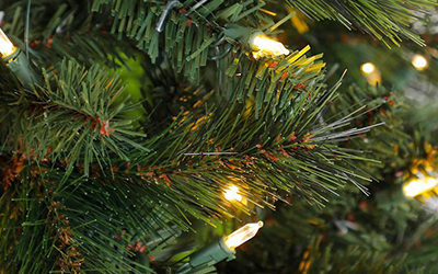 Make It a Local Tree This Year! | read article